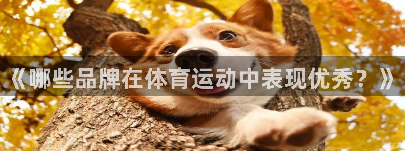 鲸鱼体育充值返利